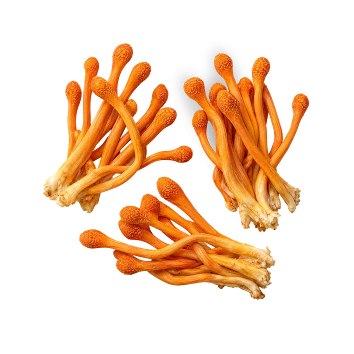 Cordyceps, orangefarbene keulenförmige Pilze.