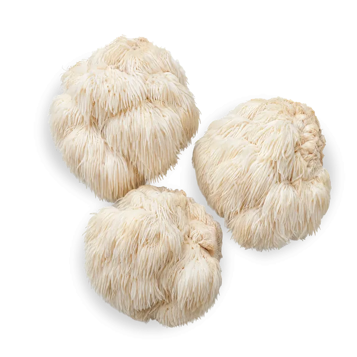 Lion's-Mane-Pilze, weiß und zottelig.